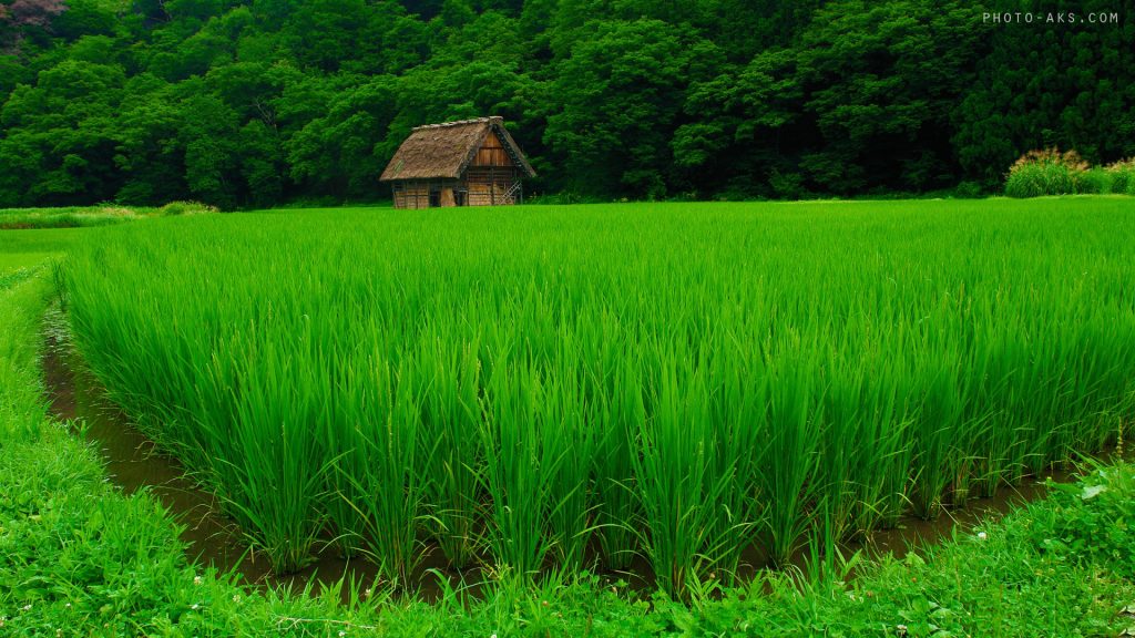 iran rice field